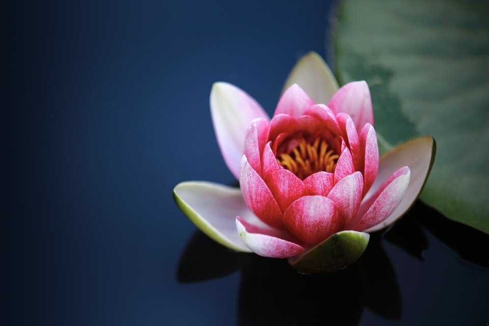 https://pixabay.com/
