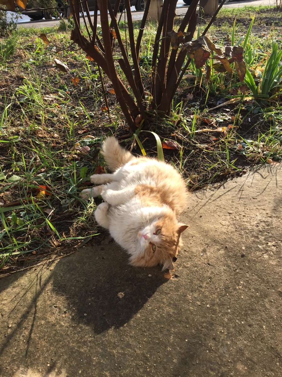 Котя греется под солнышком.