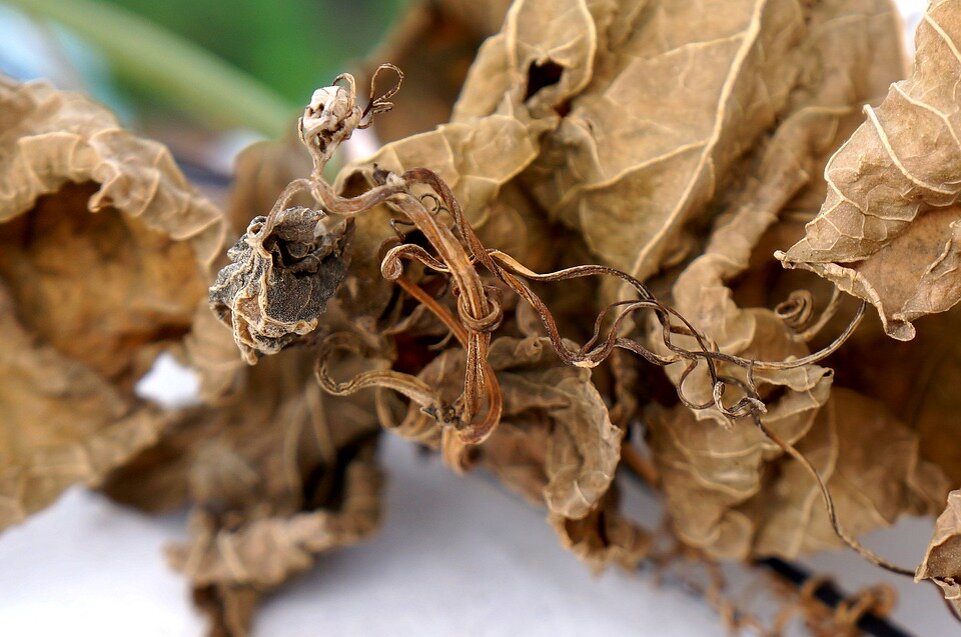 https://cdn.pixabay.com/photo/2017/11/06/03/50/dry-leaves-2922692_960_720.jpg
