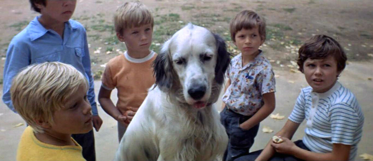 Кадр из к/ф "Белый Бим Черное ухо"