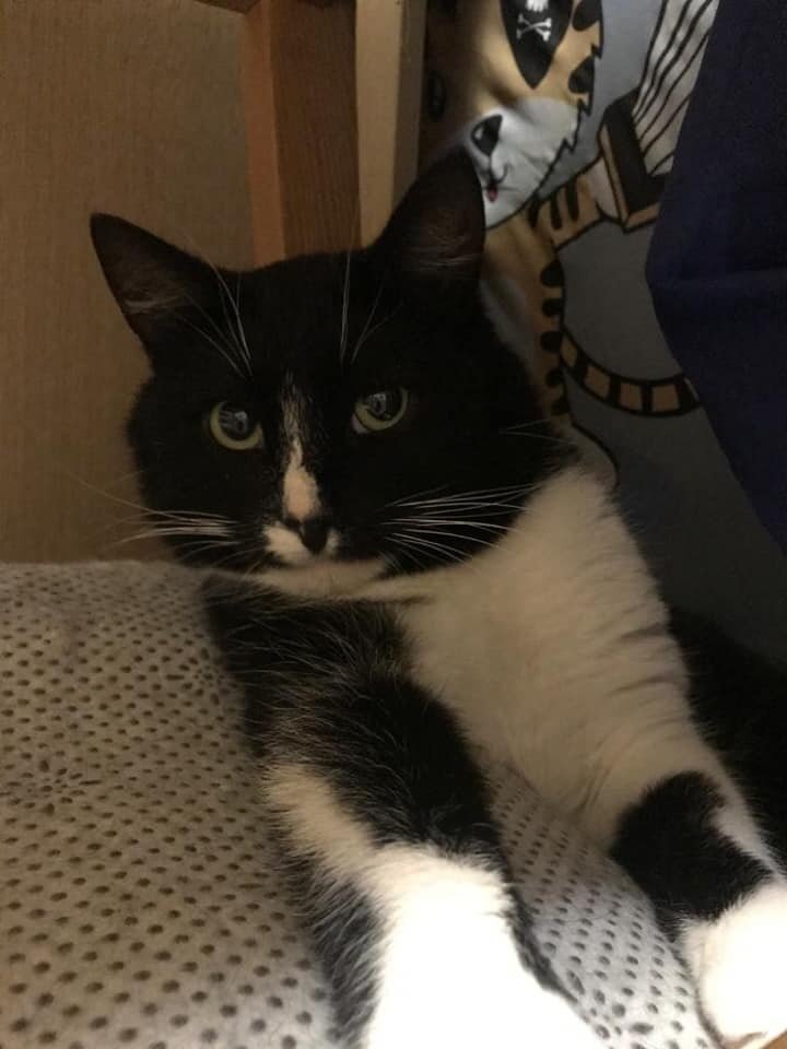 Маркус - кот из Банды Дворян