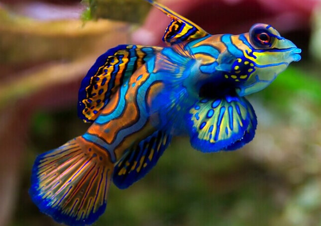 12 самых красивых рыбок, которых вы можете держать в своем аквариуме | Аквариумный мир | Дзен