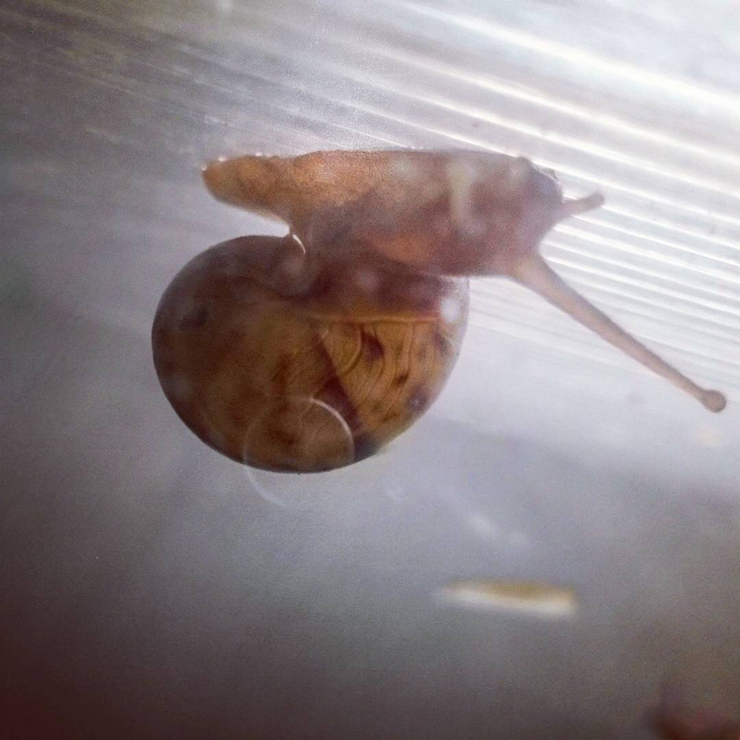 Источник: https://www.instagram.com/akvazoocentr/