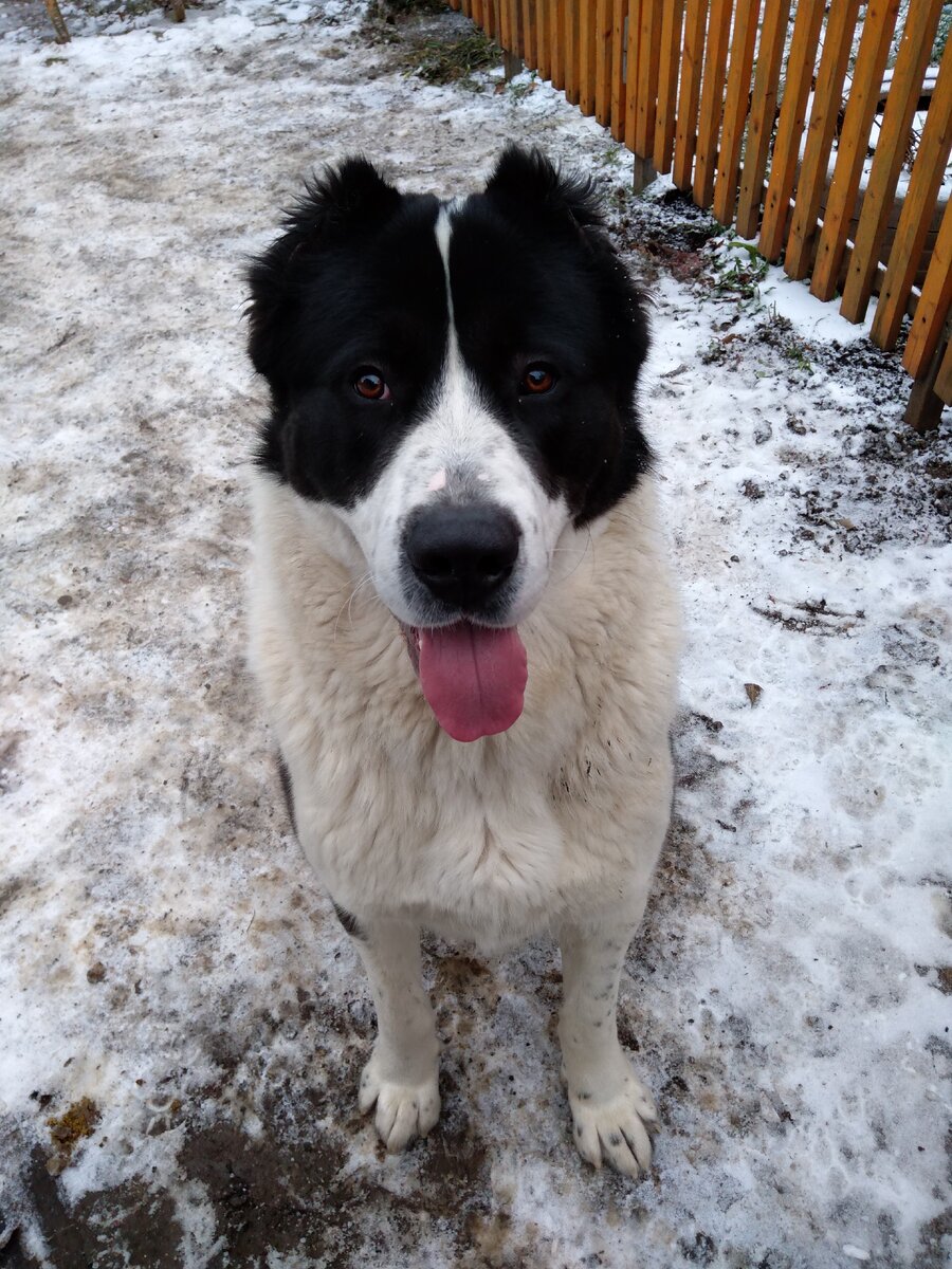 К сожалению не нашел фото,когда он был совсем маленьким.