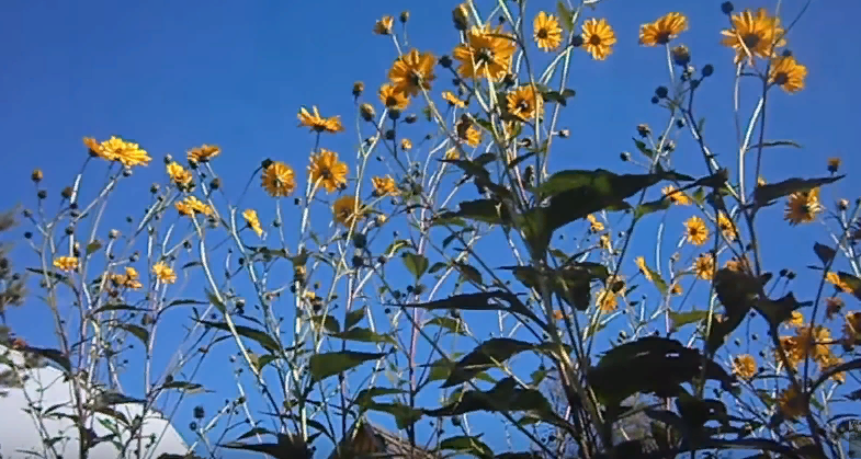 Топинамбур.