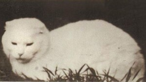 Источник фото: Яндекс-картинки 