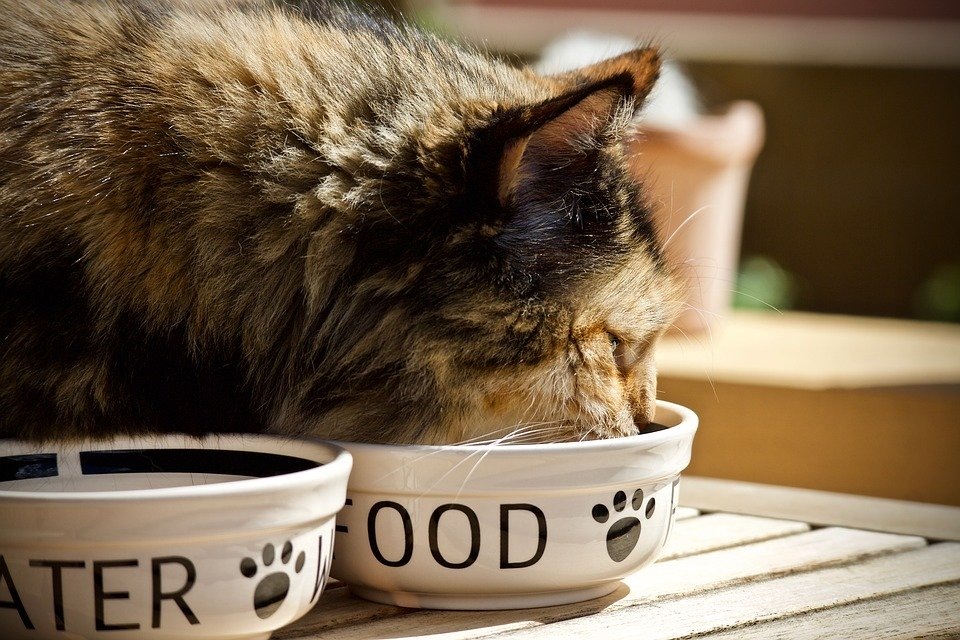https://cdn.pixabay.com/photo/2018/06/14/13/03/cat-3474821_960_720.jpg