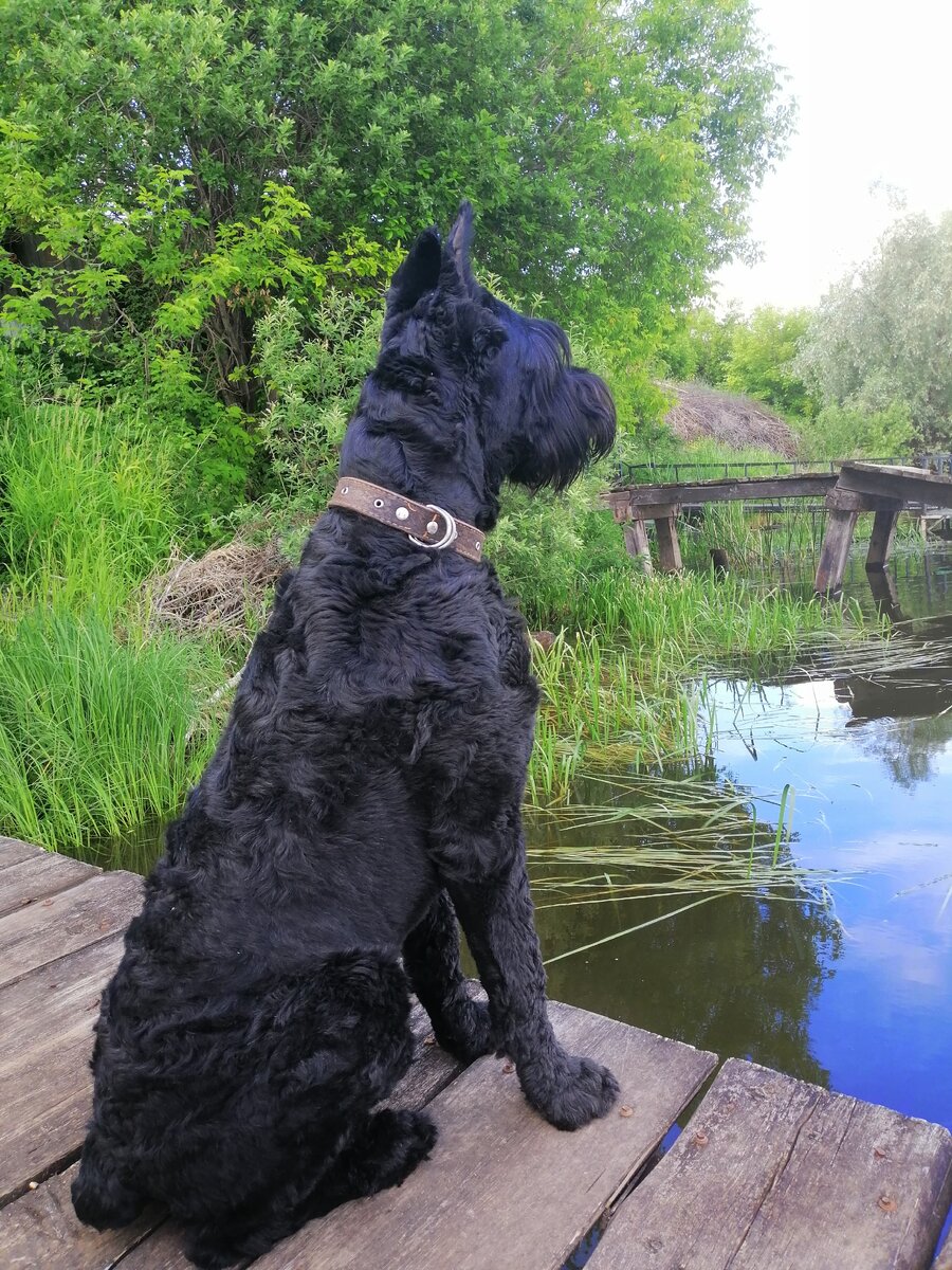 Удивительный зверь