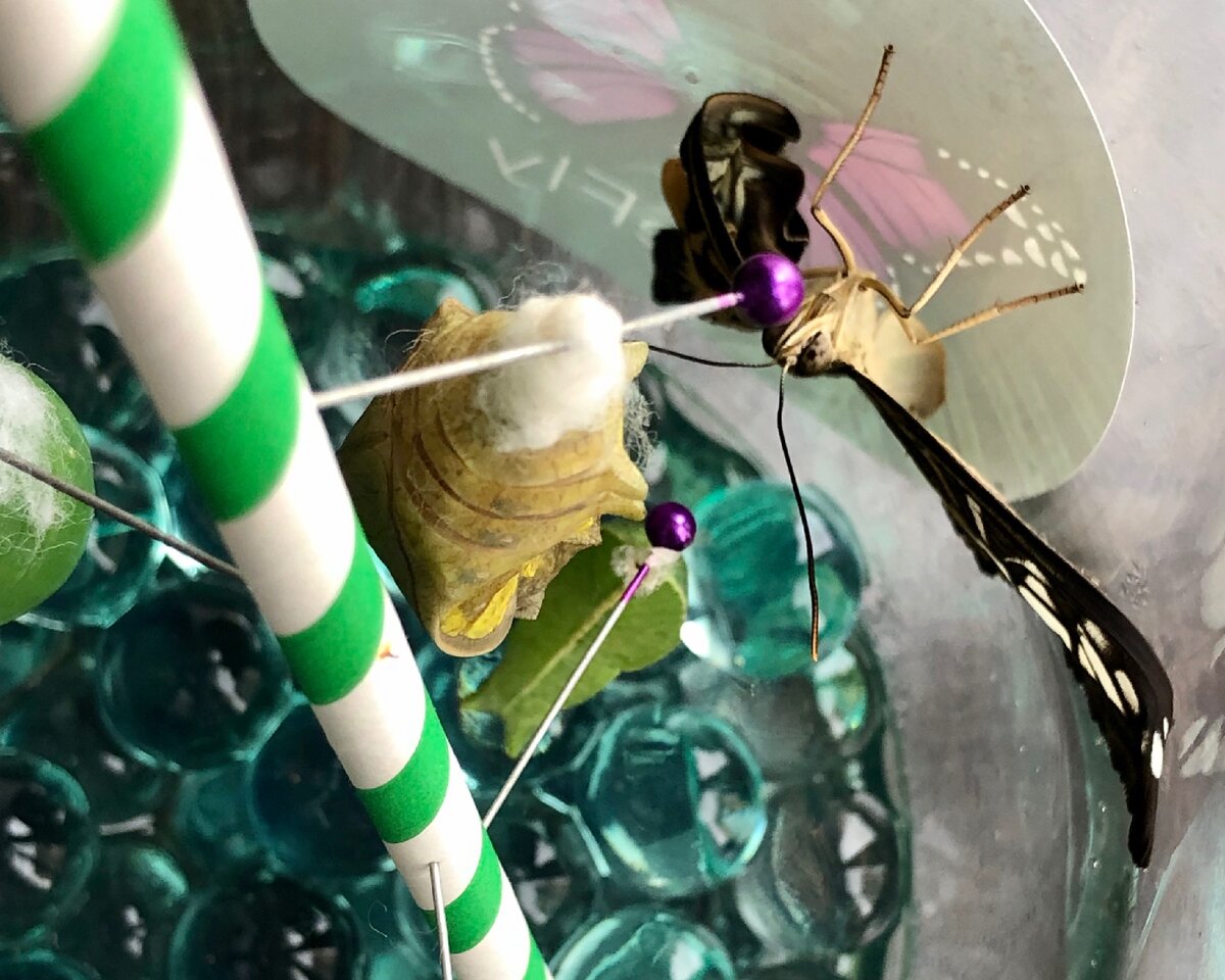 Вот отлично видно палочку, иголки и самих куколок. Фотография автора