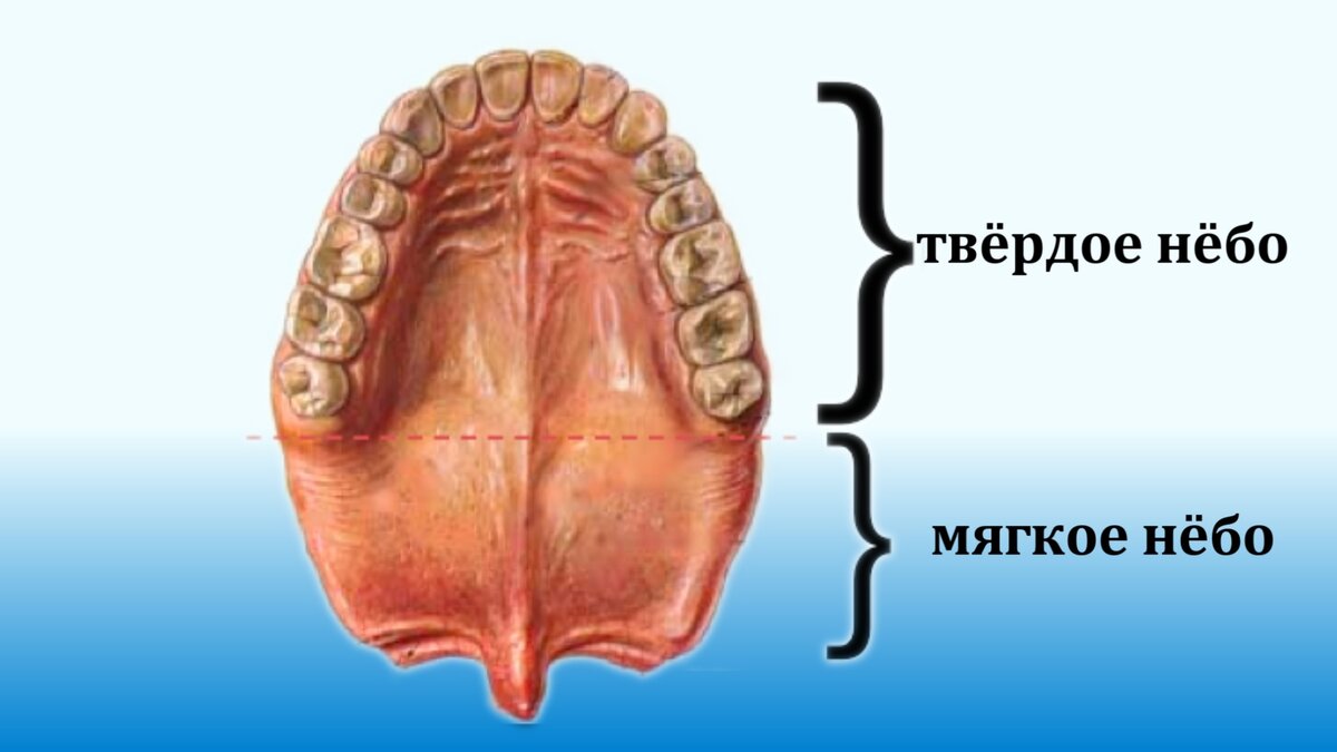 Твердое и мягкое небо анатомия. Правильное положение языка на Верхнем небе.