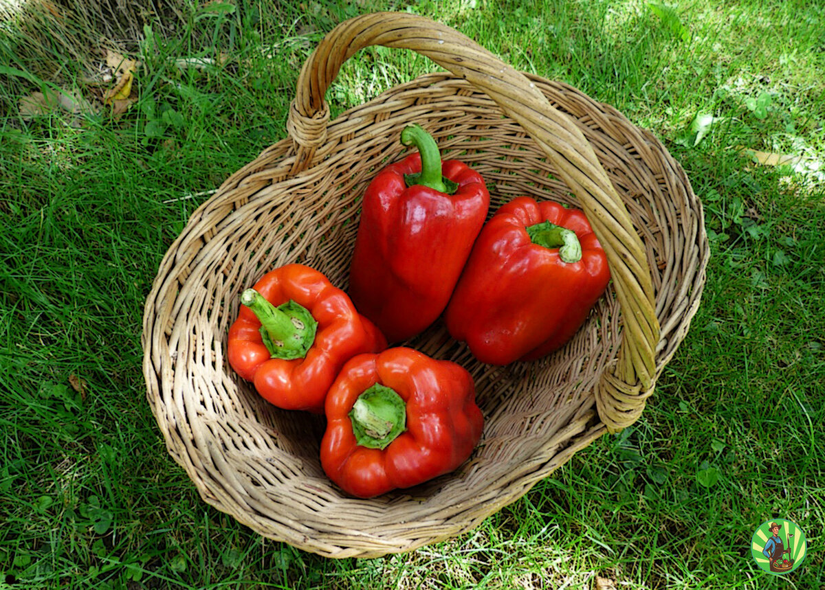 богатый урожай перца