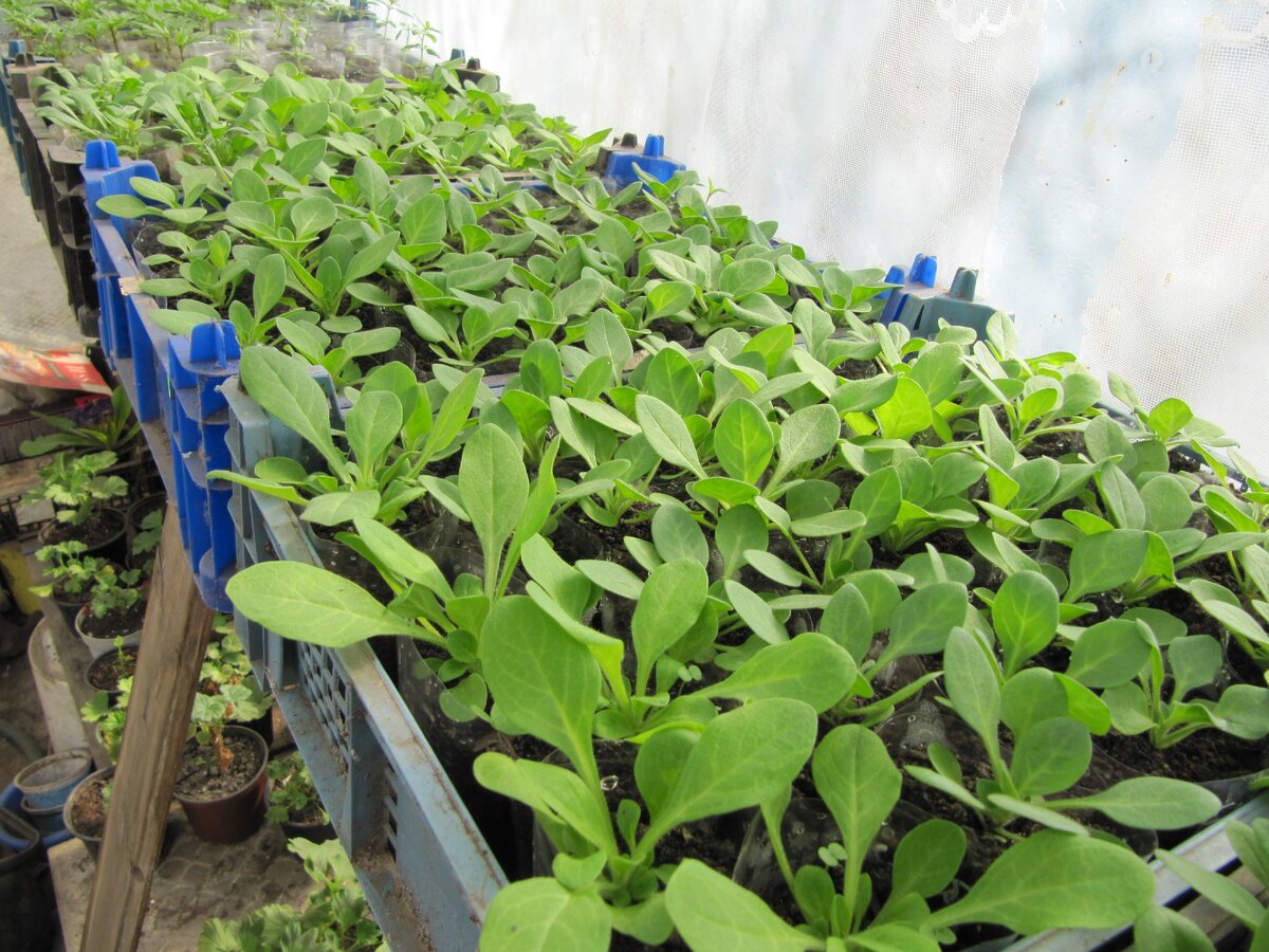 петуния кустовая в 200мл стаканчиках. фото 13.03.2020