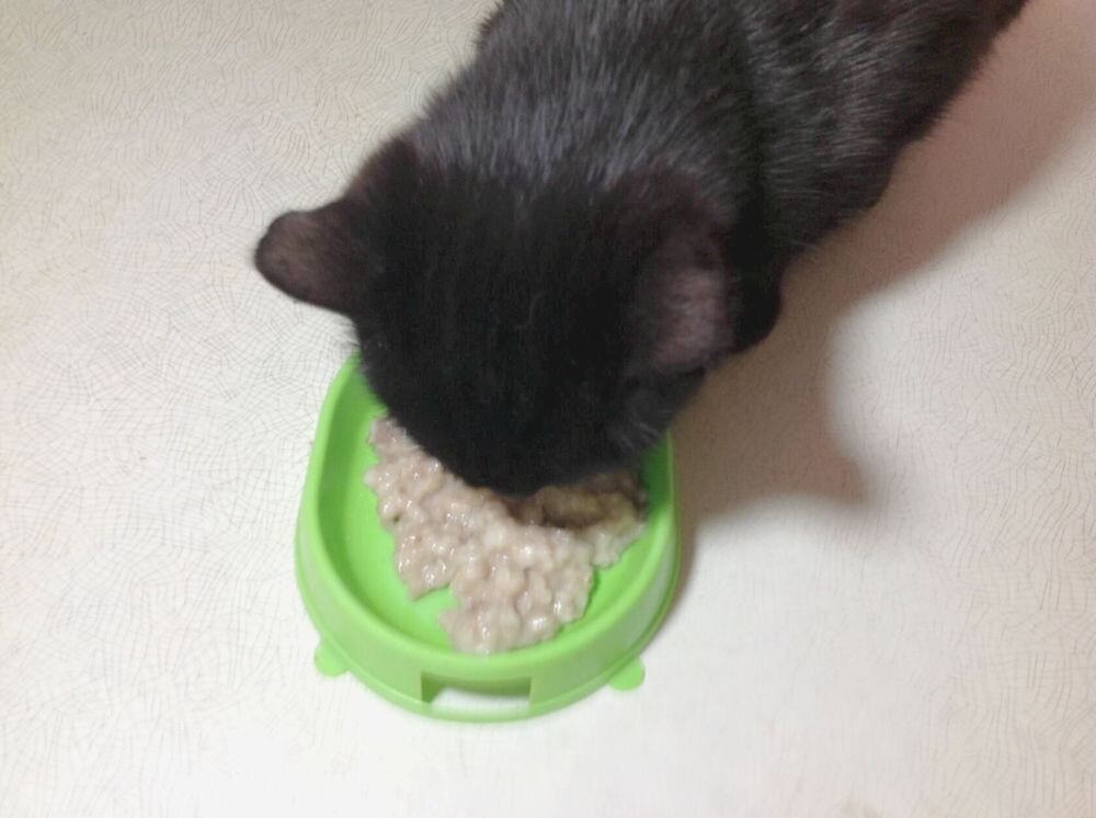 Если добавить в кашу растительное масло, то кошки едят её гораздо охотнее