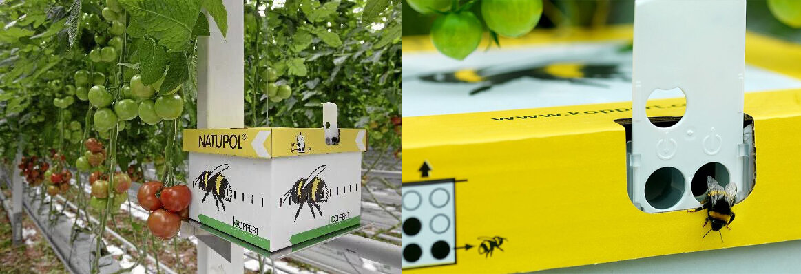 Парниковые шмели