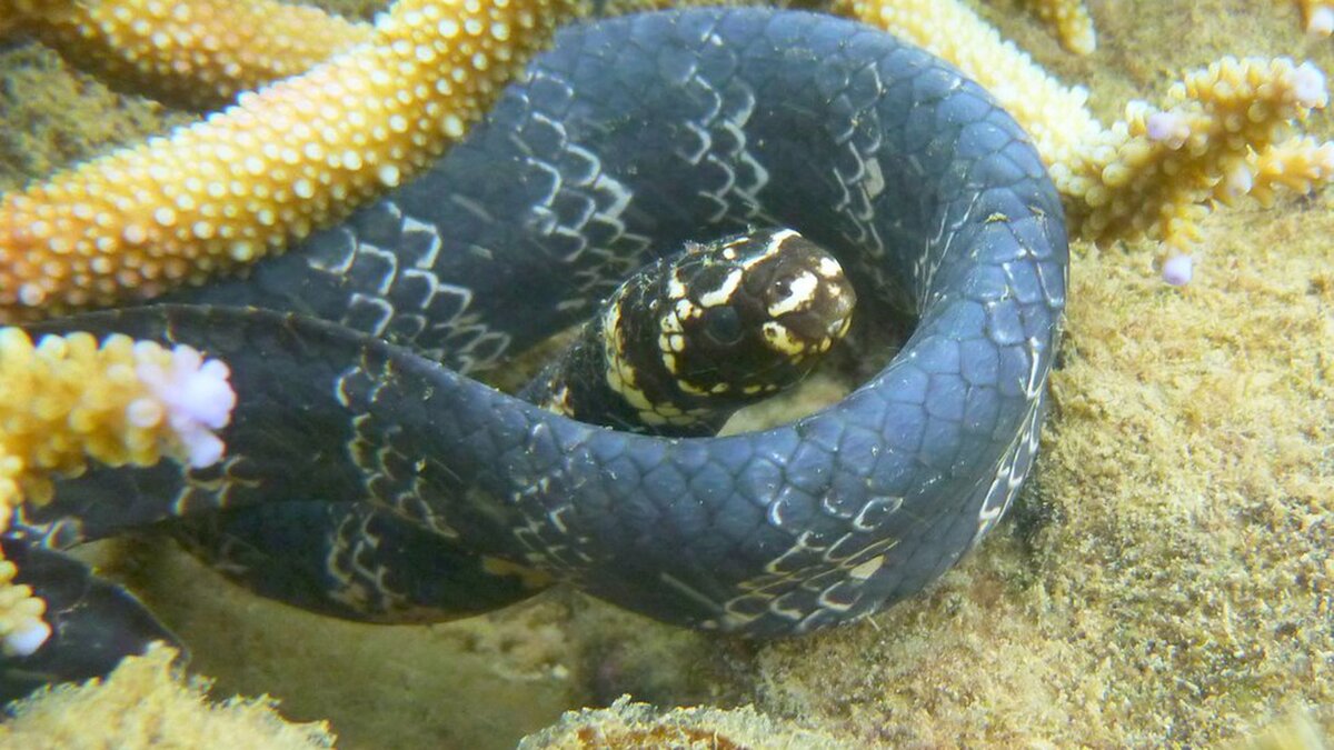 Морская змея Белчера