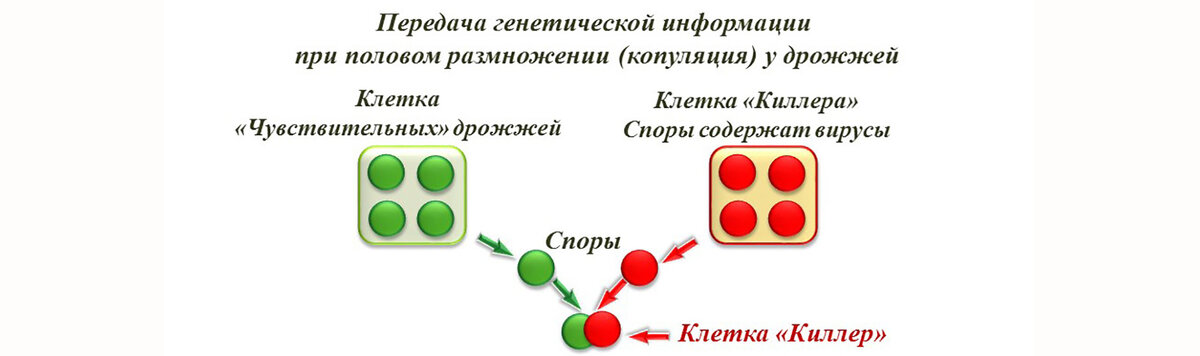 Правда о термофильных дрожжах