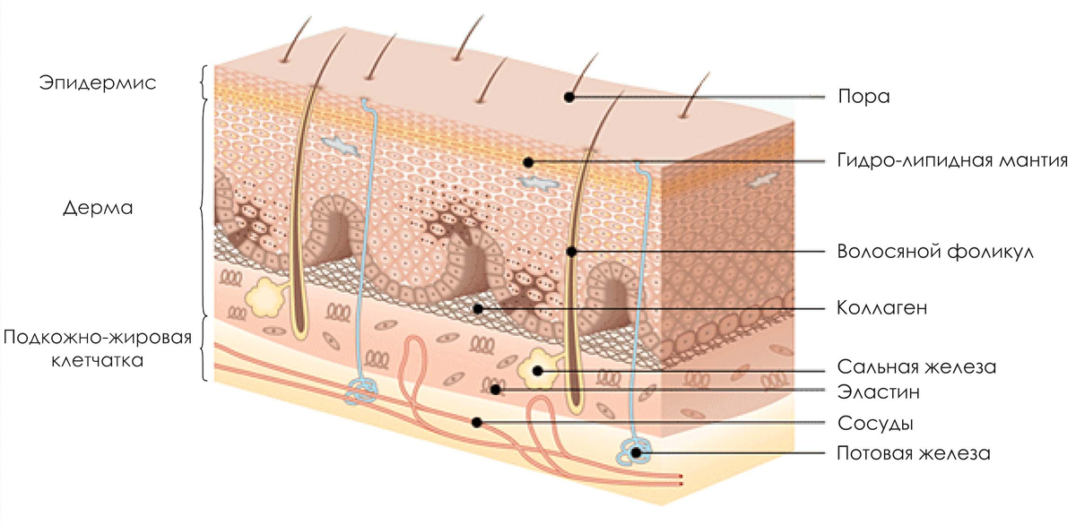 Гидролипидная мантия это. Строение кожи водно-липидная мантия. Строение дермы кожи человека. Дерма эпидерма строение кожи. Строение кожи слои дермы.
