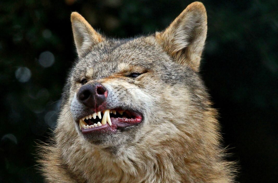 Интересный факт: зафиксированы случаи, когда тигры, потерявшие клыки, нападали на деревни, так как рассматривали людей как более доступную мишень по сравнению с дикими животными.