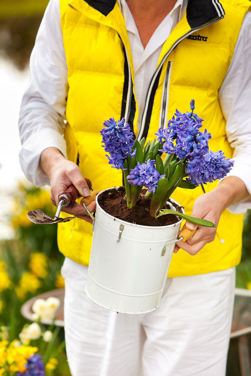 Гиацинты - это весеннее чудо в саду! Фото Ibulb.com