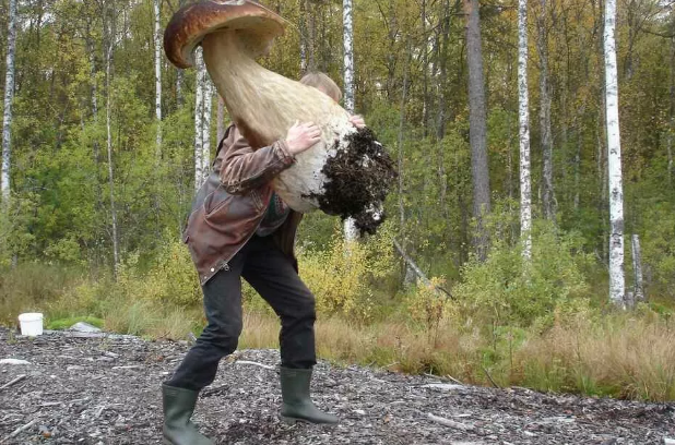 Фото-жаба.Яндекс картинки.