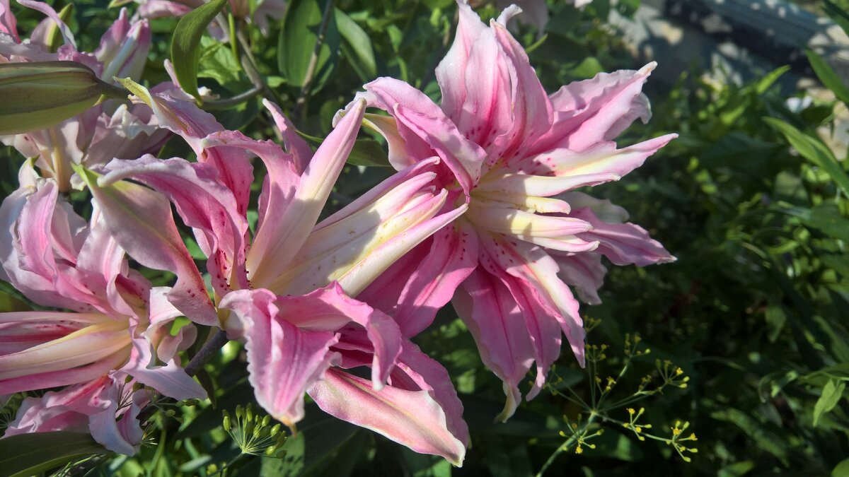 Восточная лилия Sweet Rosy