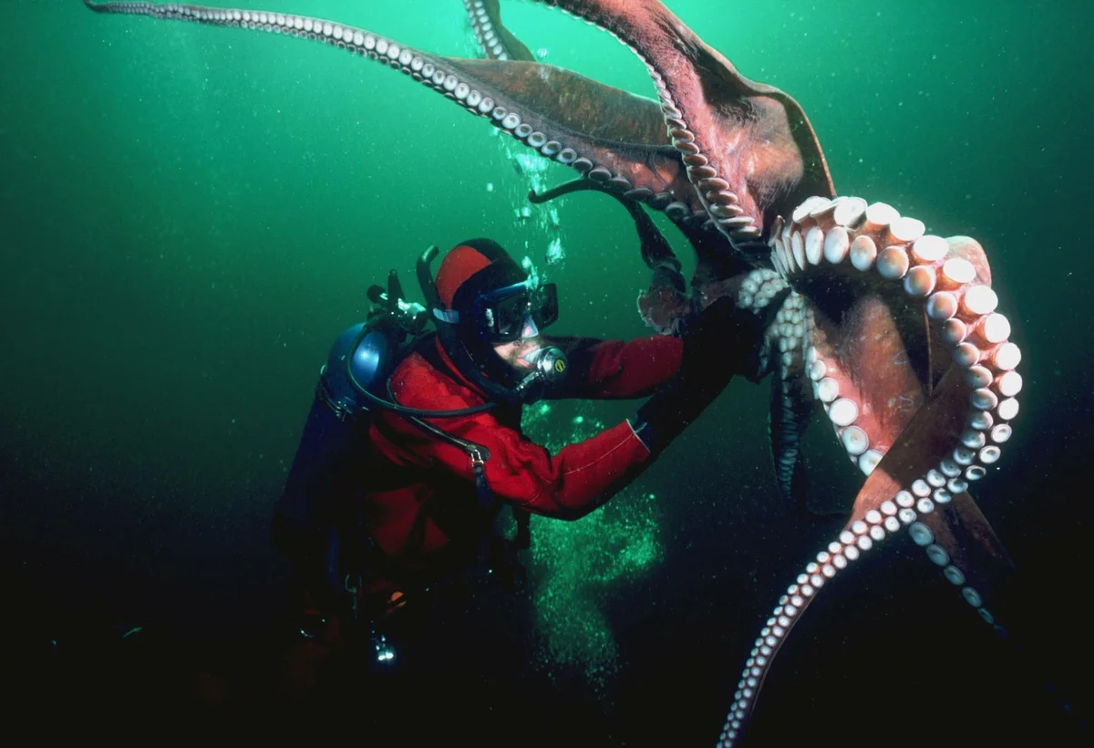 Самый большой осьминог в мире фото размер