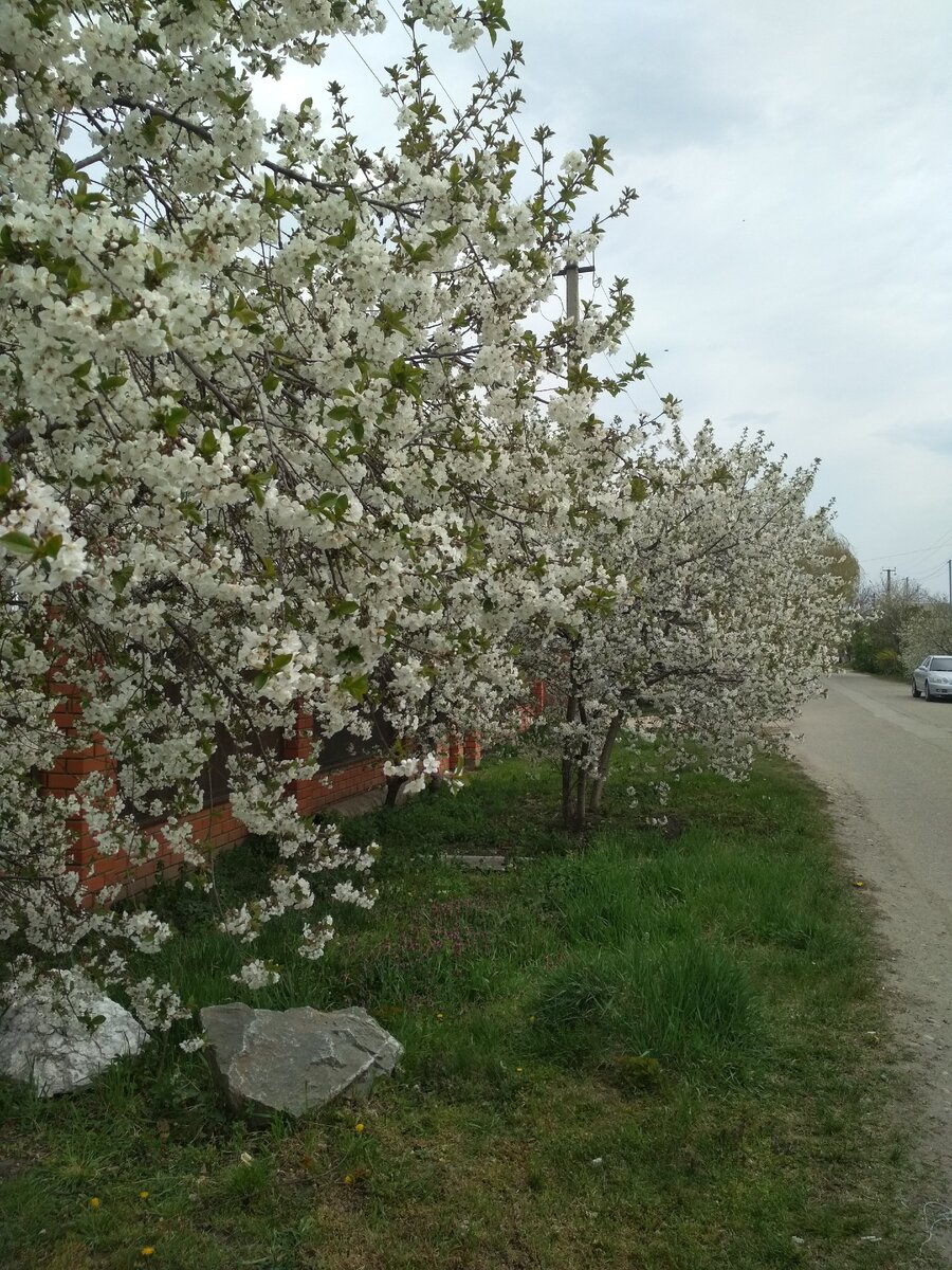 Яблони в цвету
