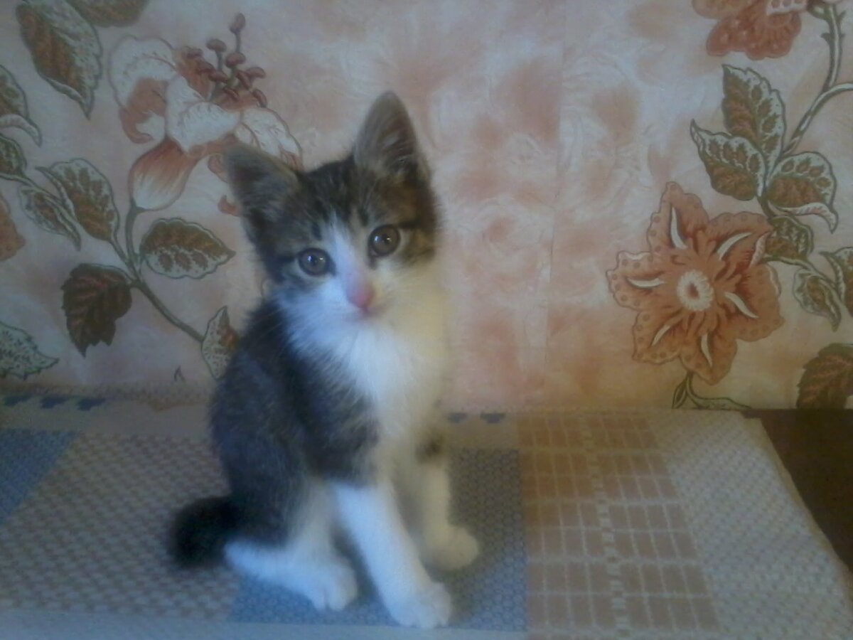 Мой Бобик в детстве. 