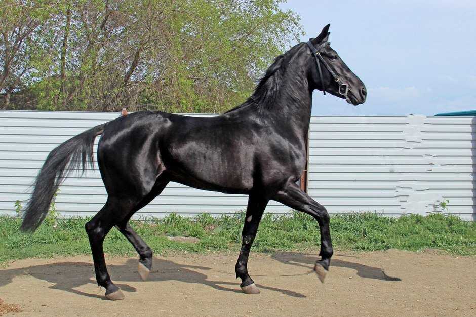 Лошадь Русский рысак: описание, характеристики, уход, отзывы