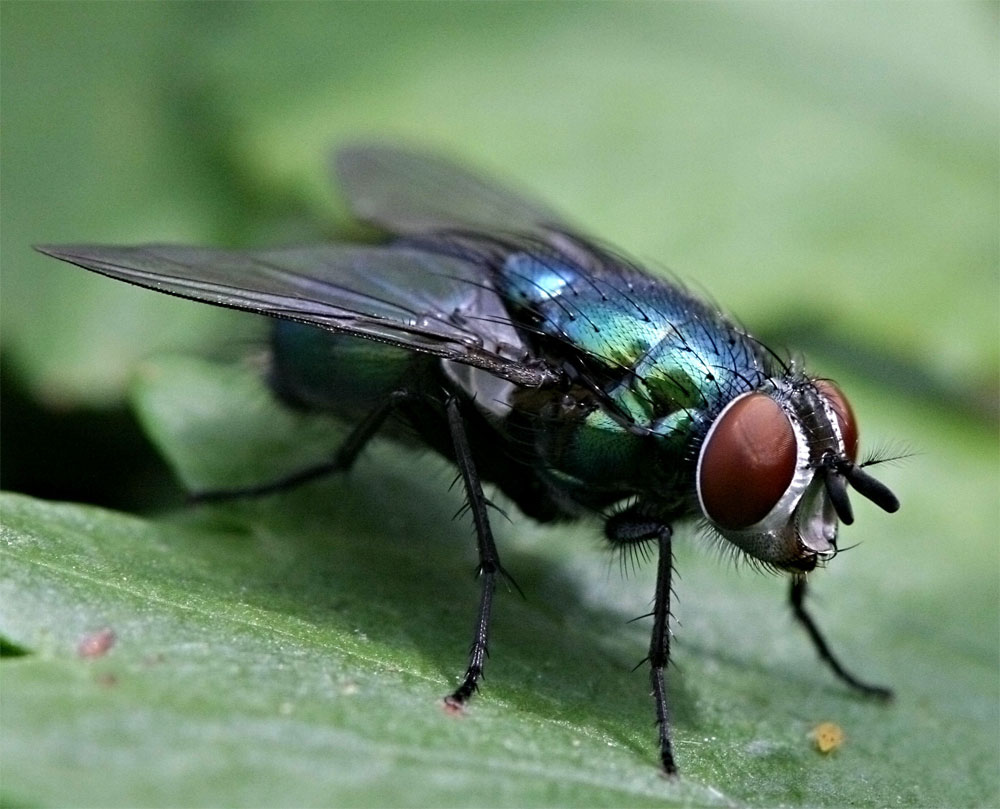 Фото мухи. Lucilia SP.,. Муха краснохвостая. Цветная Муха. Муха фото.