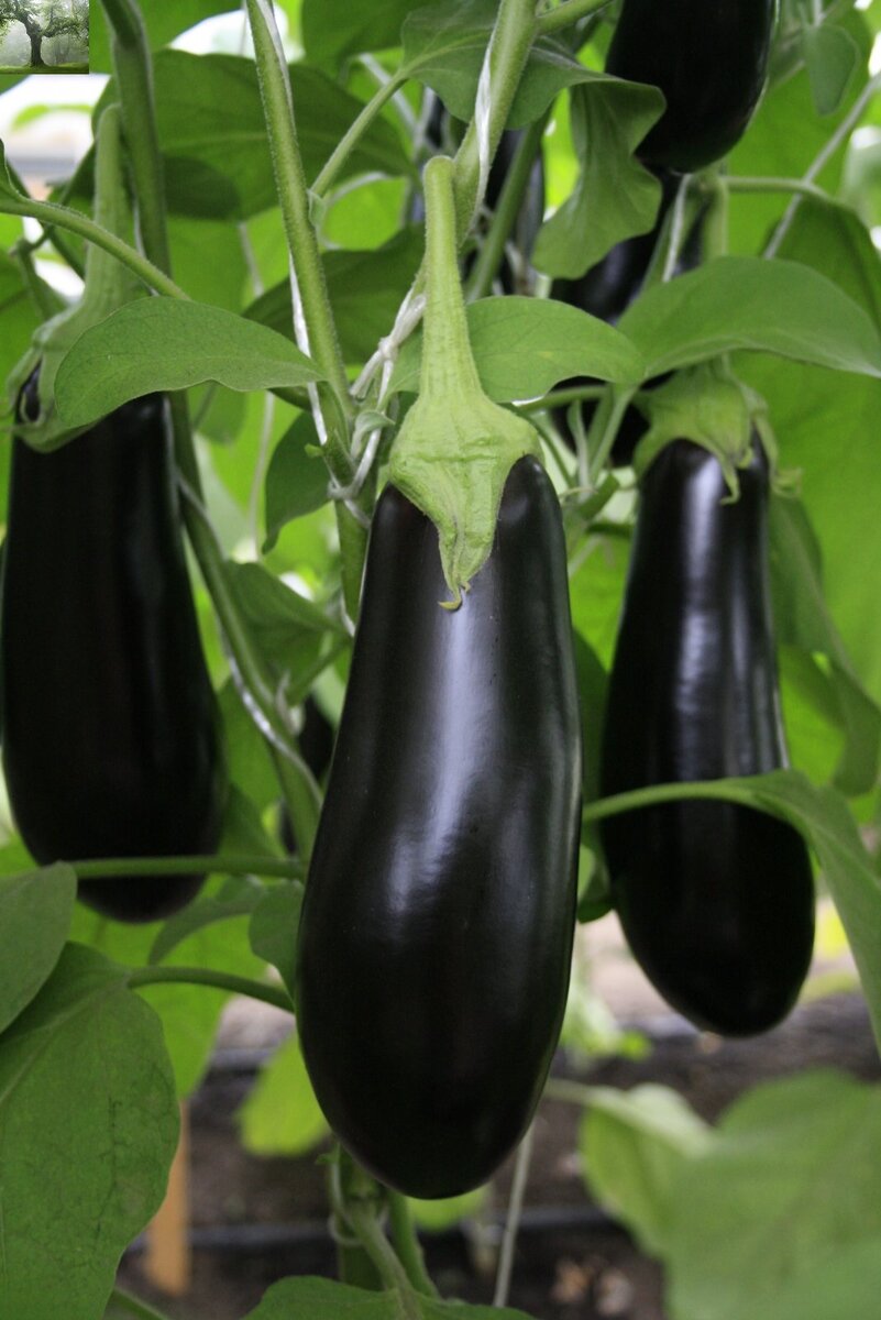 Продолжаем узнавать все о баклажанах