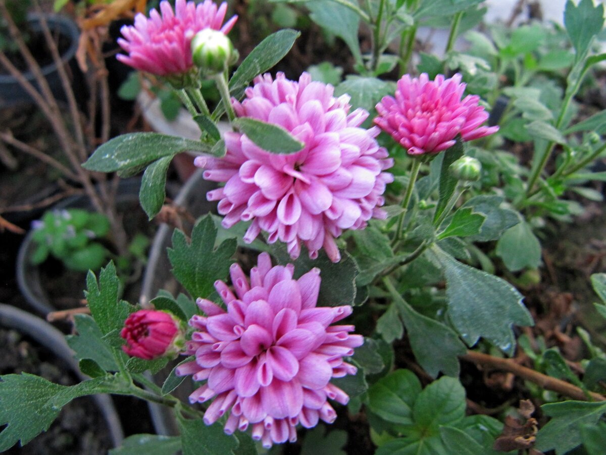 мультифлора №2 (фото 09.05.2020)