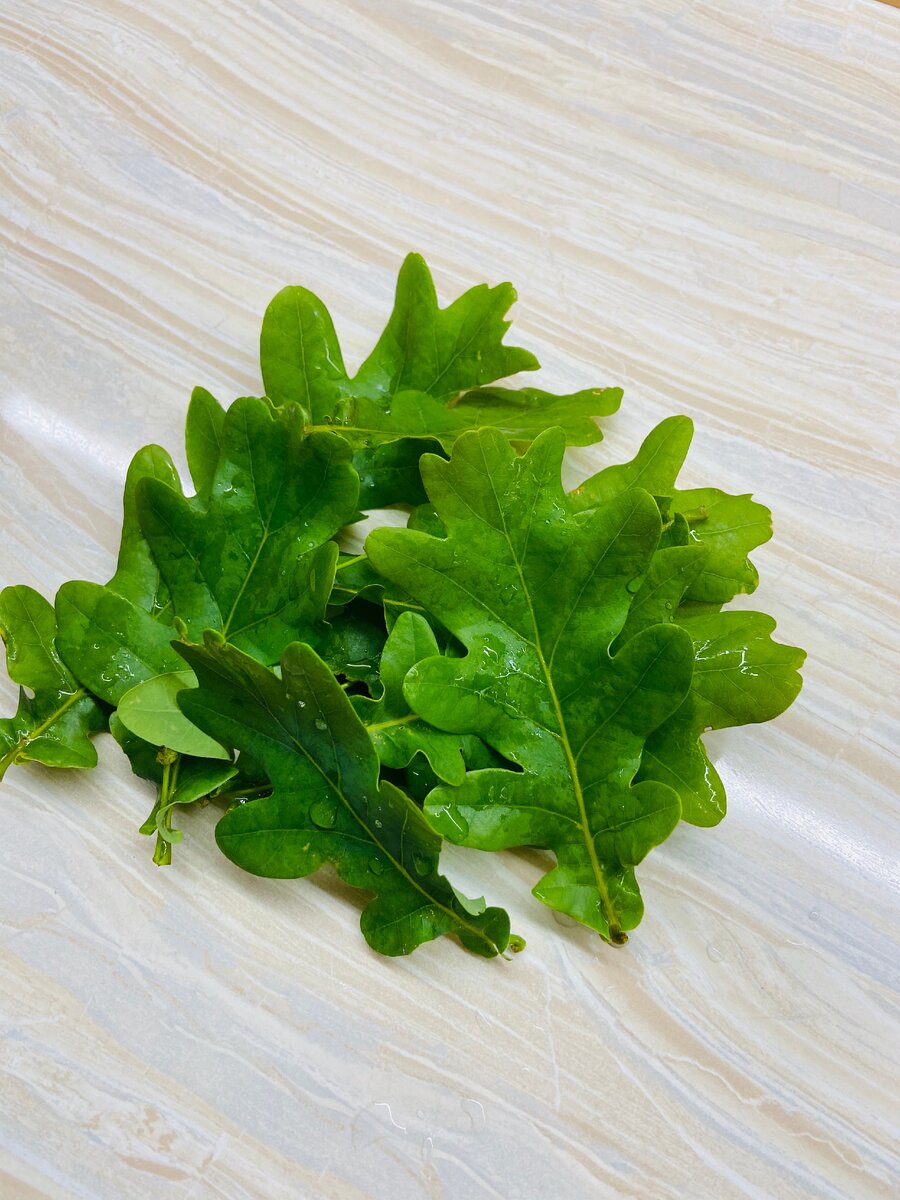 Дуб – мощный лекарь и целитель!