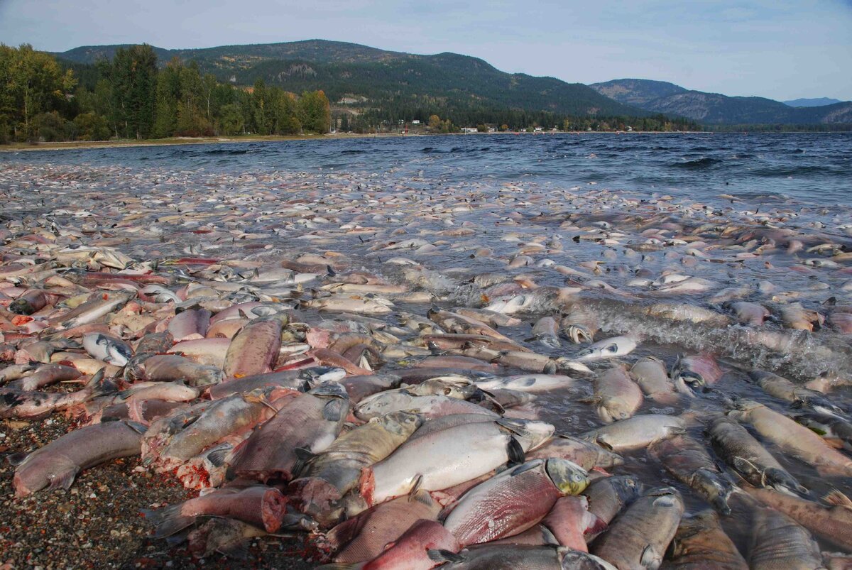 Фото из сети Интернет