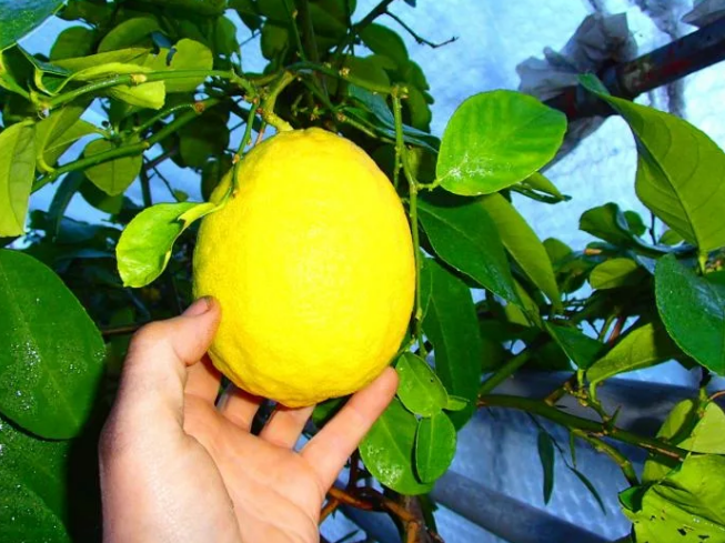 Загадочное растение — лимон Пандероза! Описание и уход в домашних условиях