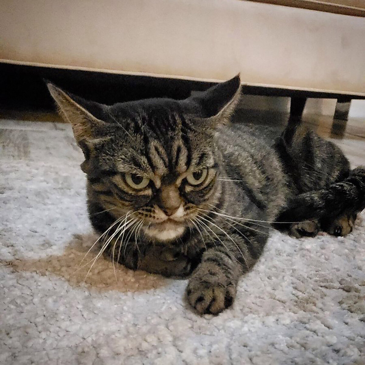 Прошёл год после смерти всемирно известного кота по кличке Grumpy cat и вот в Instagram снова появился Сердитый кот. Правда, в этот раз мы имеем дело с кошкой.-2