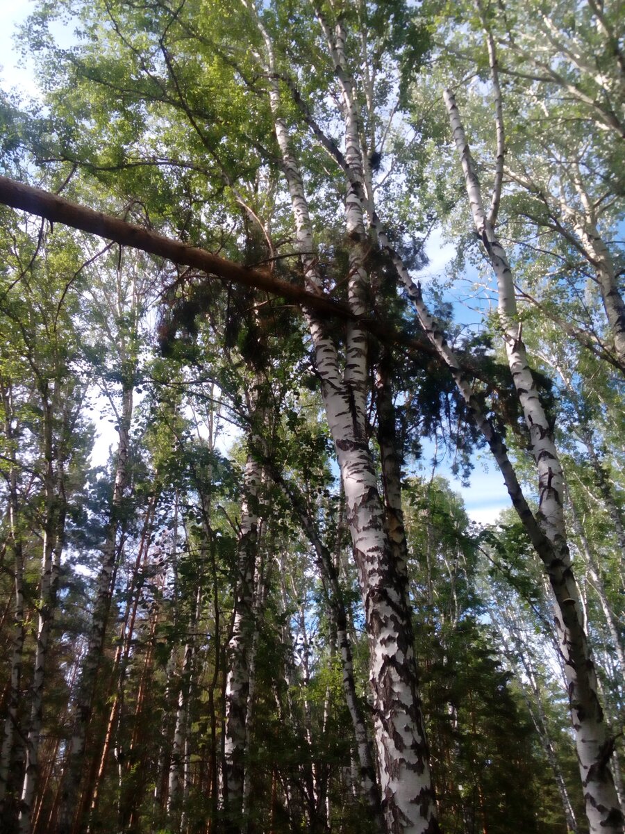 И дерево может медленно умирать, попадая в розетку березы.