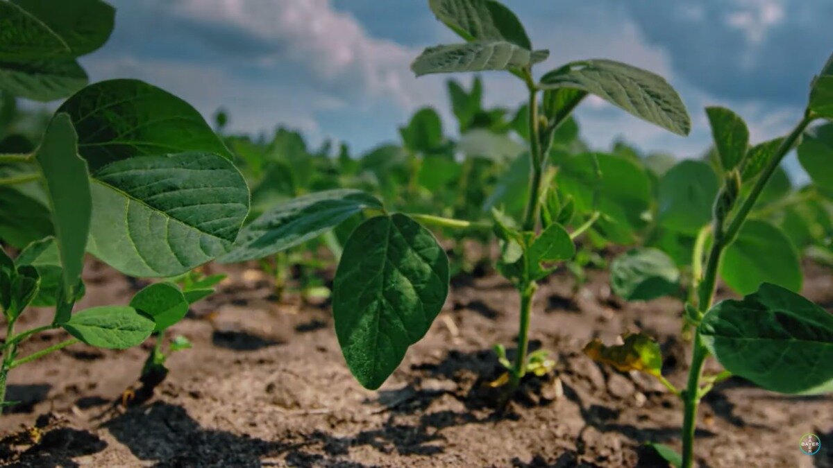 Фото:cropscience.bayer.ru
Соя