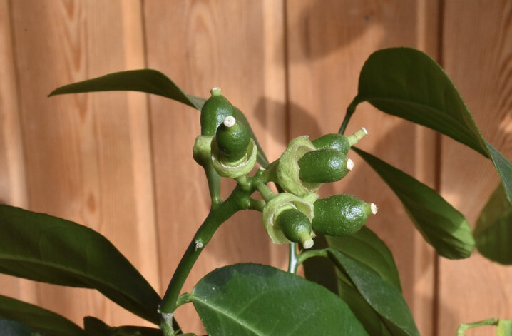 Комнатное растение «Лимон»