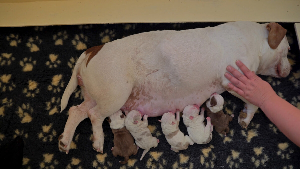 5 щенков кушают