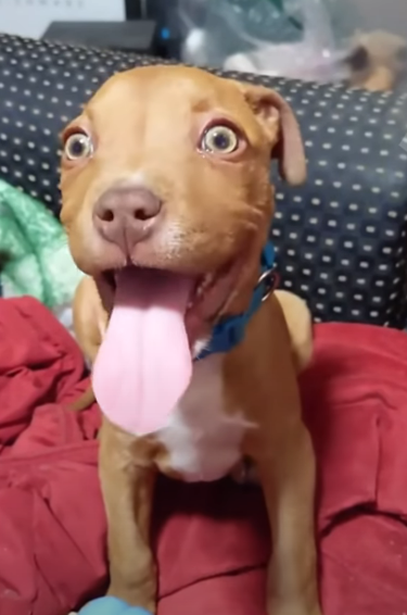 Смешные собаки