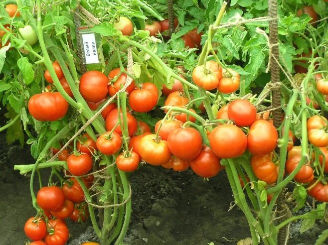 Источник фото: teplica38.ru 