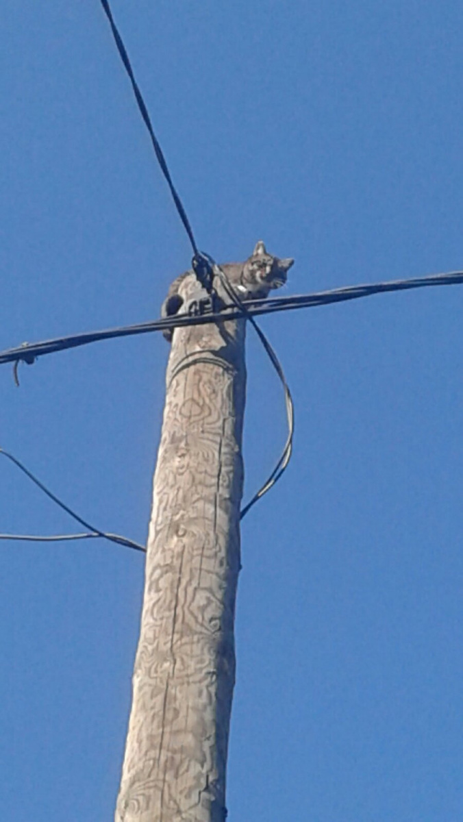 Фото: «Россети Сибирь»