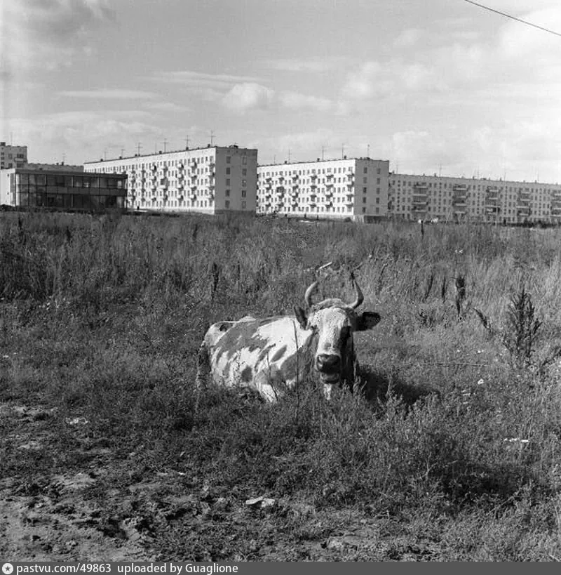 Корова в Беляево-Богородском, 1968 г. Автор Ю. Артамонов.