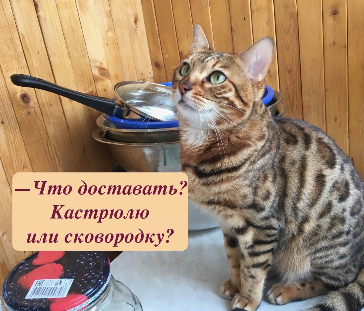 Котики обормотики картинки