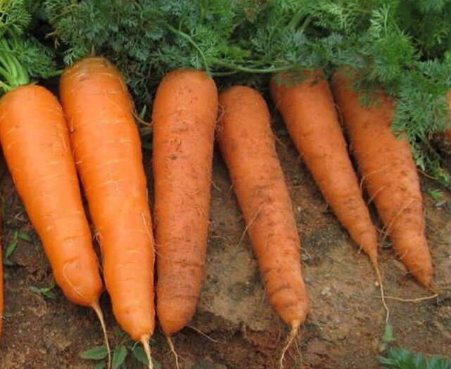 Канал морковь про новые
