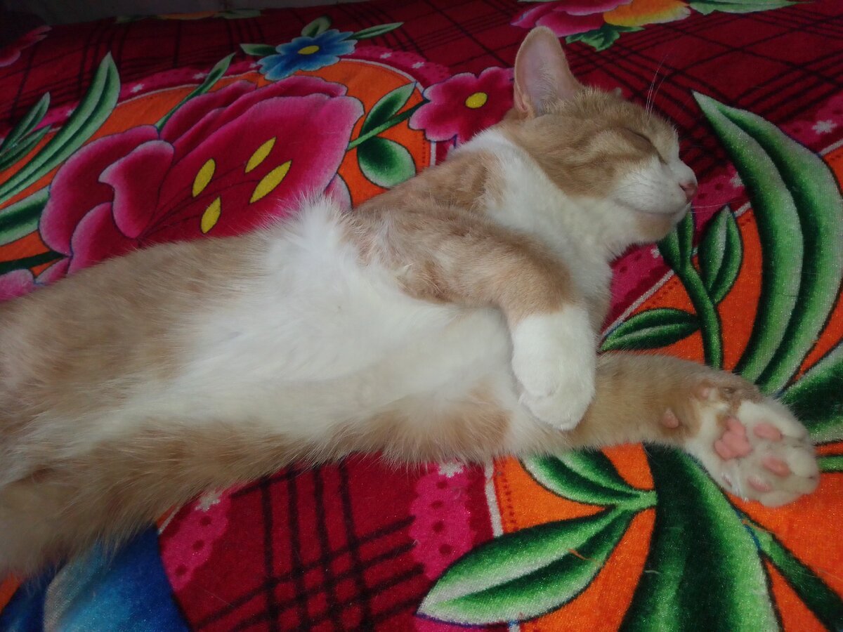 Это кот, и ему так же лень что-то делать. Только отличие в том, что он кот, ему и так ничего не надо делать.