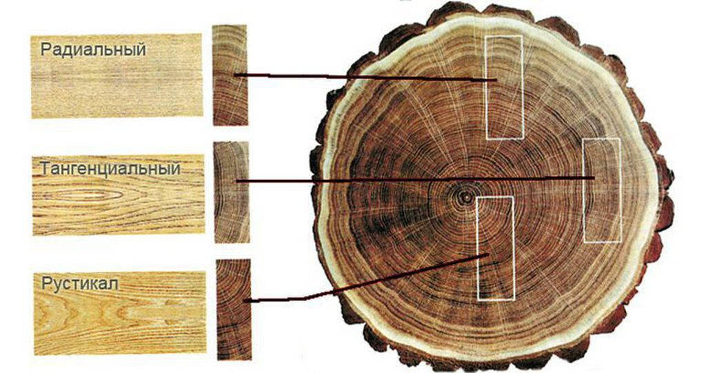 Шпон радиальный и тангенциальный различия