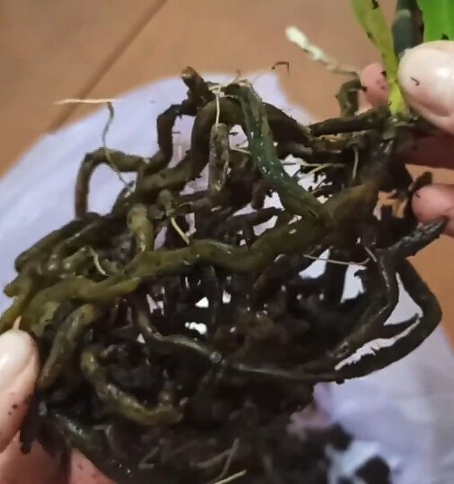 Ужасные корни
