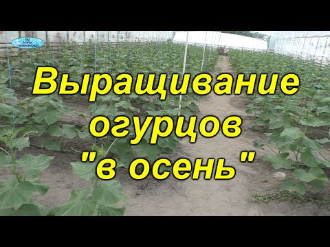 Популярные записи